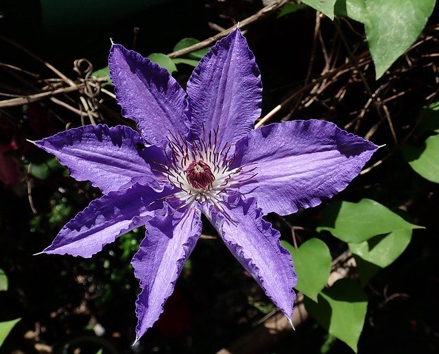 Free download Clematis Flower Climber -  free photo or picture to be edited with GIMP online image editor