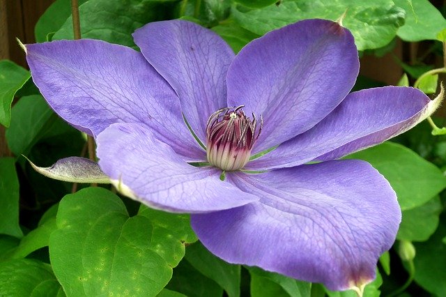 Unduh gratis Clematis Flower Creeper - foto atau gambar gratis untuk diedit dengan editor gambar online GIMP