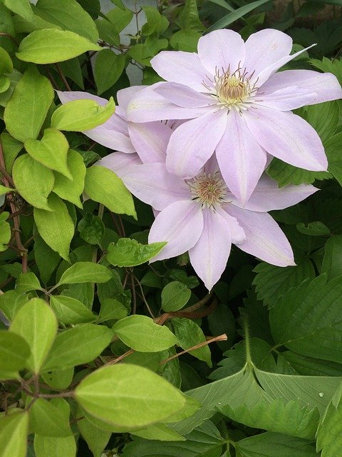 Free picture Clematis Flower Garden -  to be edited by GIMP free image editor by OffiDocs