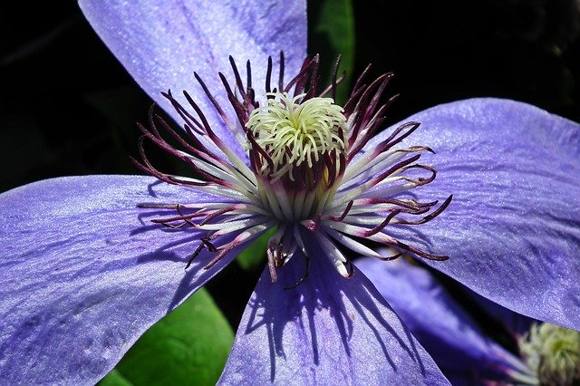 Free download Clematis Flower Nature -  free photo or picture to be edited with GIMP online image editor