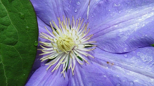 Descarga gratuita Clematis Flower Purple: foto o imagen gratuita para editar con el editor de imágenes en línea GIMP