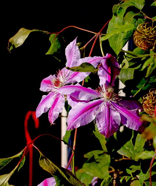Muat turun percuma Clematis Garden Autumn - foto atau gambar percuma untuk diedit dengan editor imej dalam talian GIMP