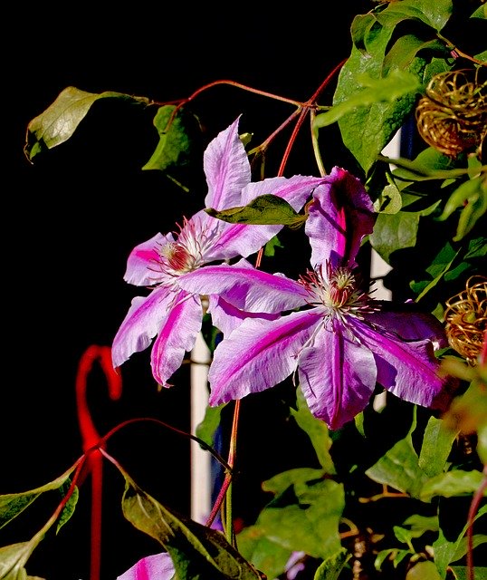 무료 다운로드 Clematis Garden Autumn - 무료 사진 또는 GIMP 온라인 이미지 편집기로 편집할 사진