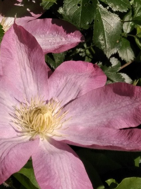 Descarga gratuita Clematis Pink Blossom: foto o imagen gratuita para editar con el editor de imágenes en línea GIMP