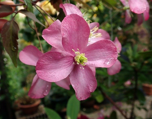 Free download Clematis Pink Climber -  free photo or picture to be edited with GIMP online image editor