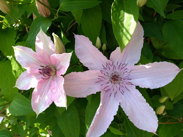 Descarga gratuita Clematis Pink Flower: foto o imagen gratuita para editar con el editor de imágenes en línea GIMP