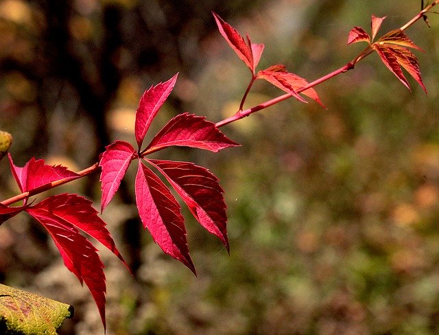 Download gratuito Clematis Plant Ivy Wild - foto o immagine gratuita da modificare con l'editor di immagini online GIMP