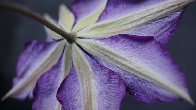 دانلود رایگان تصویر پس زمینه بنفش clematis رایگان برای ویرایش با ویرایشگر تصویر آنلاین رایگان GIMP