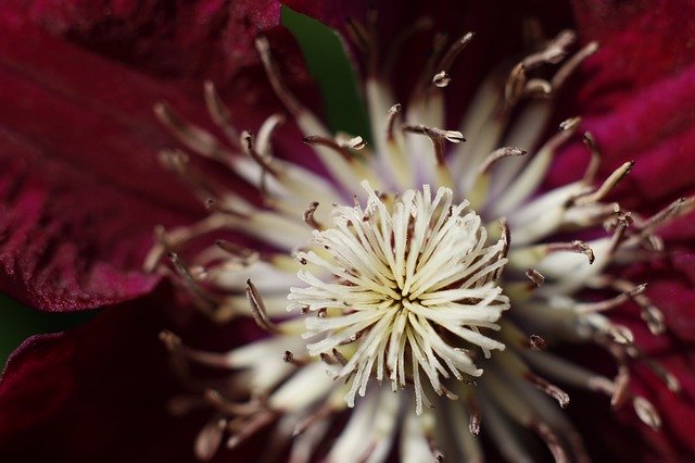 Descarga gratuita Clematis Purple Flower - foto o imagen gratuita para editar con el editor de imágenes en línea GIMP
