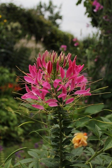 Free download Cleome Kattesnor Flower Pink -  free photo or picture to be edited with GIMP online image editor