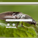 Click Beetle  screen for extension Chrome web store in OffiDocs Chromium
