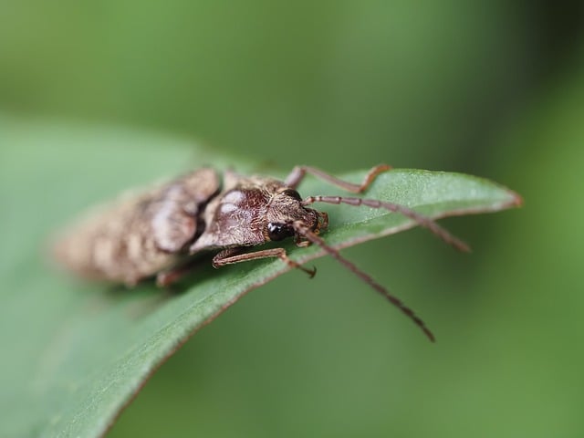 Free download click beetle natural insect macro free picture to be edited with GIMP free online image editor