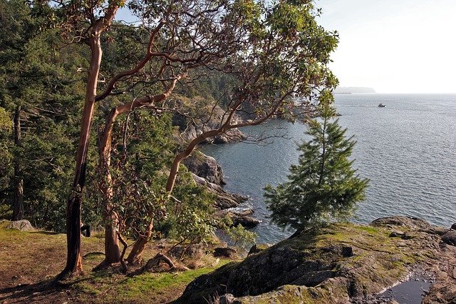 Bezpłatne pobieranie Cliff Ocean Trees - bezpłatne zdjęcie lub obraz do edycji za pomocą internetowego edytora obrazów GIMP