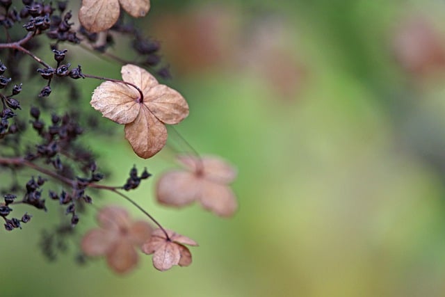 Téléchargement gratuit d'une photo gratuite de fleurs d'hortensia grimpante à modifier avec l'éditeur d'images en ligne gratuit GIMP