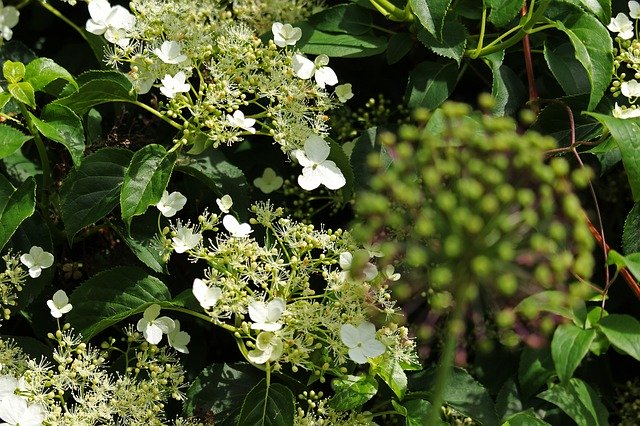 Descărcare gratuită Climbing Hydrangea Leaves - fotografie sau imagine gratuită pentru a fi editată cu editorul de imagini online GIMP