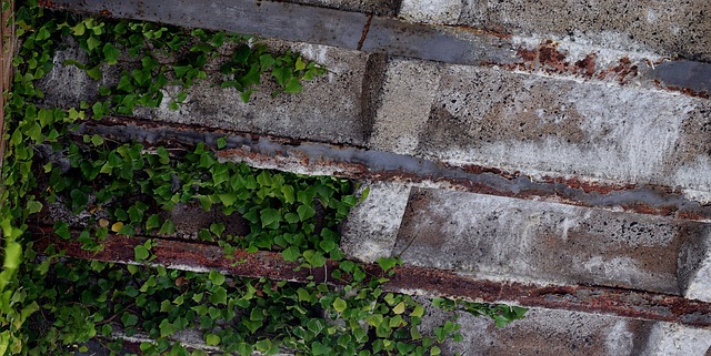 Free download climbing ivy rust rusted iron free picture to be edited with GIMP free online image editor