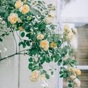 Climbing Roses in Creamy Yellow Hues  screen for extension Chrome web store in OffiDocs Chromium