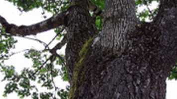 Free download Climbing Up Tree (original) free photo or picture to be edited with GIMP online image editor