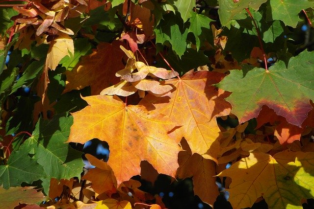 Бесплатно скачать Clone Foliage Autumn - бесплатную фотографию или картинку для редактирования с помощью онлайн-редактора изображений GIMP