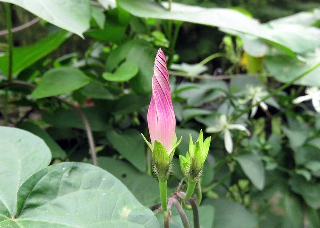 Closed Flower Bud 무료 다운로드 - 무료 사진 또는 김프 온라인 이미지 편집기로 편집할 수 있는 사진