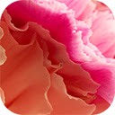 close up coral pink colored flowers  screen for extension Chrome web store in OffiDocs Chromium