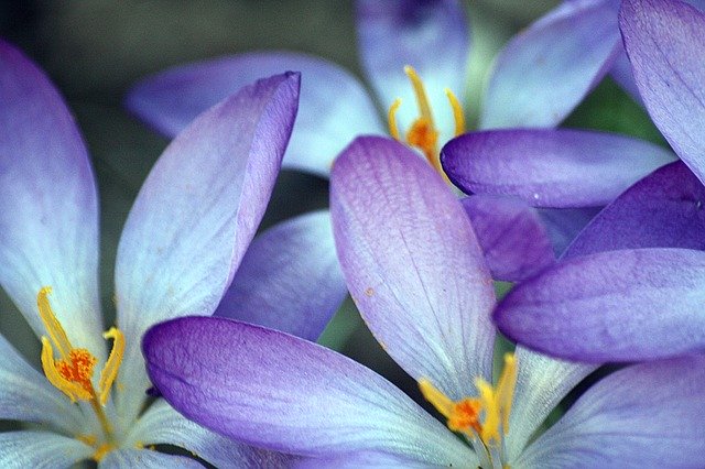 Close Up Crocus Blossom 무료 다운로드 - 무료 사진 또는 김프 온라인 이미지 편집기로 편집할 수 있는 사진