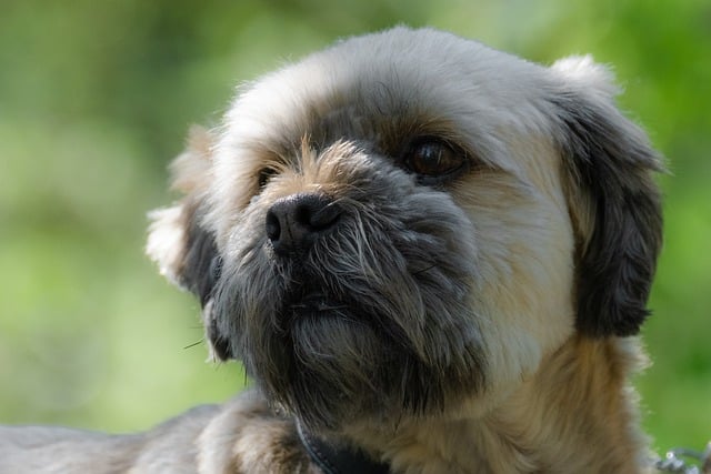 Free download close up dog puppy small muzzle free picture to be edited with GIMP free online image editor