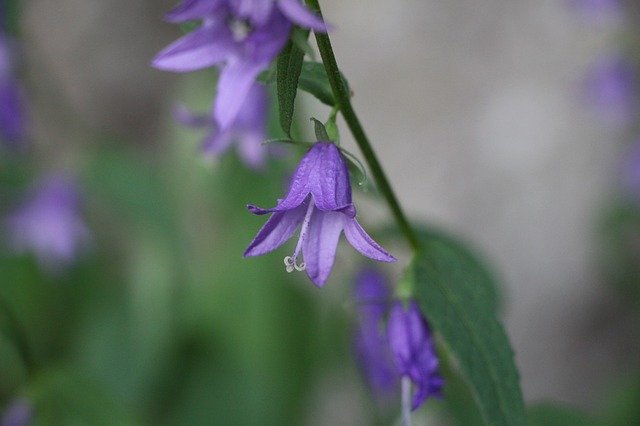 ດາວໂຫຼດຟຣີ Close Up Flower Blossom - ຮູບພາບຫຼືຮູບພາບທີ່ບໍ່ເສຍຄ່າເພື່ອແກ້ໄຂດ້ວຍຕົວແກ້ໄຂຮູບພາບອອນໄລນ໌ GIMP