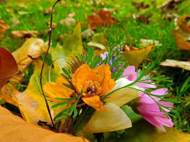 Bezpłatne pobieranie Kolorowe kwiaty z bliska - bezpłatne, bezpłatne zdjęcie lub obraz do edycji za pomocą internetowego edytora obrazów GIMP