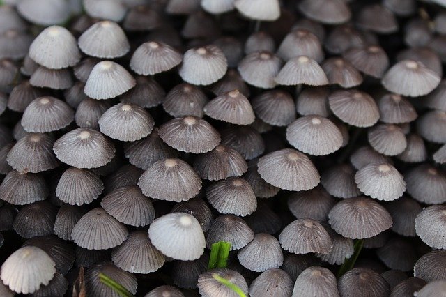 Free download Closeup Fungi Fungus -  free photo or picture to be edited with GIMP online image editor