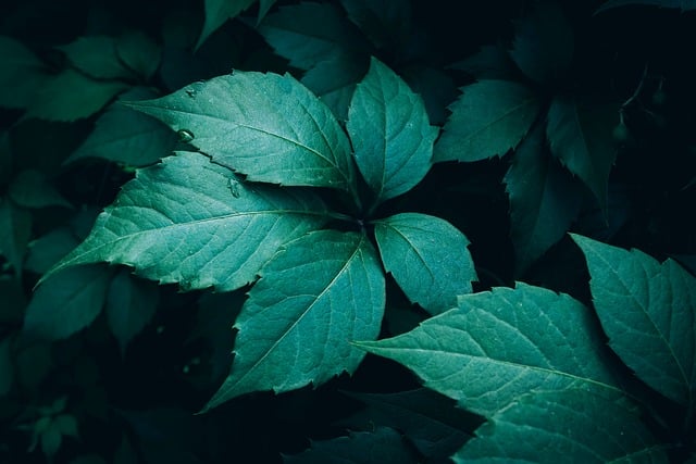 Free download close up green leaves dark green free picture to be edited with GIMP free online image editor
