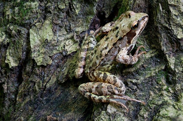 Téléchargement gratuit Close Up Nature Animal - photo ou image gratuite à éditer avec l'éditeur d'images en ligne GIMP