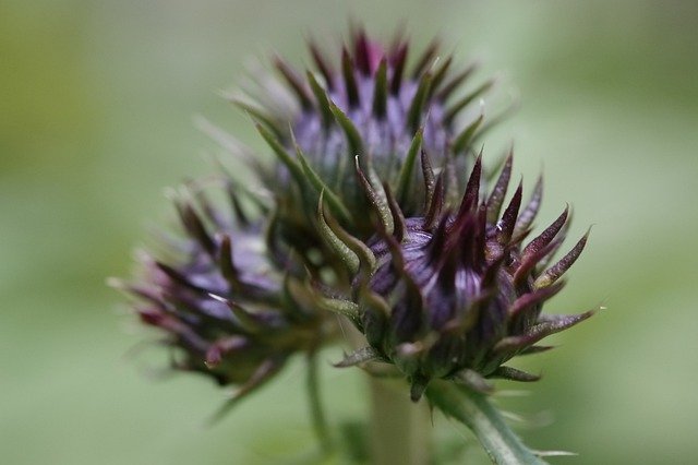 Descărcare gratuită Close-Up Nature Flora - fotografie sau imagini gratuite pentru a fi editate cu editorul de imagini online GIMP