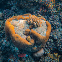 Close up of a Coral  screen for extension Chrome web store in OffiDocs Chromium