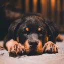 Close up of a Rottweiler  screen for extension Chrome web store in OffiDocs Chromium