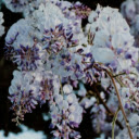 Close up of a Wisteria  screen for extension Chrome web store in OffiDocs Chromium