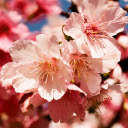 Close up of Beautiful Cherry Blossoms in Spring  screen for extension Chrome web store in OffiDocs Chromium
