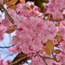 Close up of Cherry Blossoms  screen for extension Chrome web store in OffiDocs Chromium