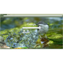 close up of diving bird  screen for extension Chrome web store in OffiDocs Chromium