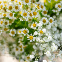Close up of Feverfew Flowers  screen for extension Chrome web store in OffiDocs Chromium