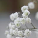 Close up of White Blossoms  screen for extension Chrome web store in OffiDocs Chromium