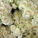 Close up of White Roses  screen for extension Chrome web store in OffiDocs Chromium