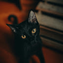 Close up Photography of Black Cat  screen for extension Chrome web store in OffiDocs Chromium