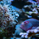 Close up Photo of a Blue Fish  screen for extension Chrome web store in OffiDocs Chromium
