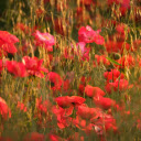 Close up Photo of Poppy Flowers  screen for extension Chrome web store in OffiDocs Chromium