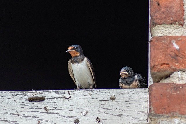 Ücretsiz indir Close Up Schwalbe Bird - GIMP çevrimiçi resim düzenleyici ile düzenlenecek ücretsiz fotoğraf veya resim