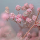 Close Up Shot of Pink Flowers  screen for extension Chrome web store in OffiDocs Chromium