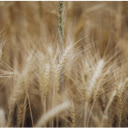 Close Up Shot of Wheat  screen for extension Chrome web store in OffiDocs Chromium