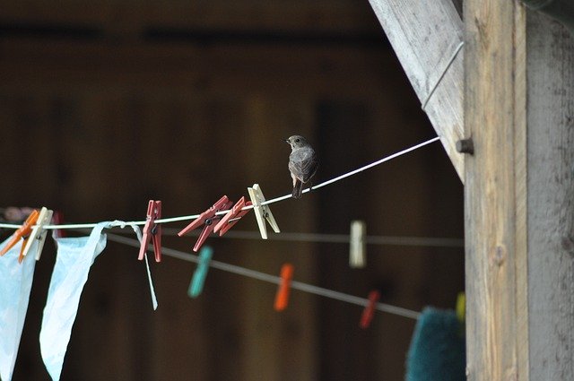 무료 다운로드 Clothes Line Bird Clamp - 무료 사진 또는 GIMP 온라인 이미지 편집기로 편집할 사진