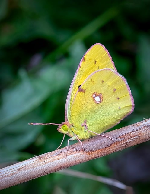 Free download clouded yellow butterfly lepidoptera free picture to be edited with GIMP free online image editor
